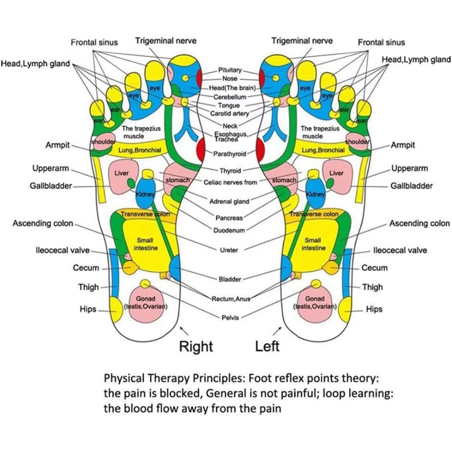Revitalize Your Feet with the Ultimate Acupressure Reflexology Massage Pad – Perfect for Health and Relaxation!